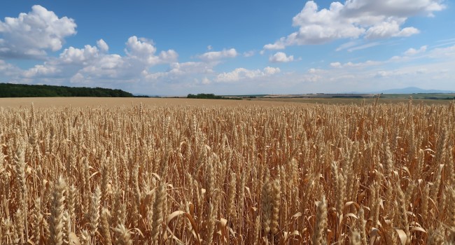 STANOVISKO Združenia pestovateľov obilnín k aktuálnej situácii s ukrajinským obilím na Slovensku