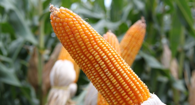 Zásoby kukurice k 1.12. 2022 v USA klesli na 9- ročné minimá