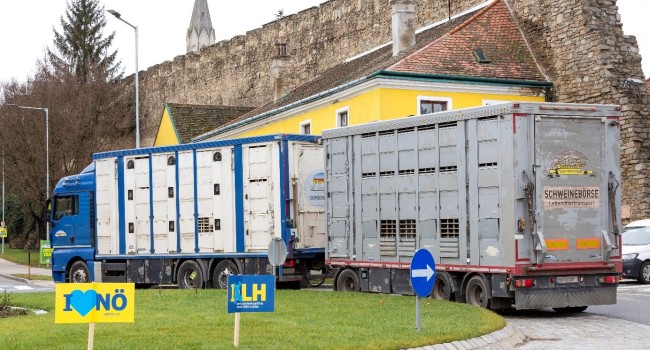 Nemecko: Farmári priviezli na bitúnok viac dobytka, ale menej ošípaných