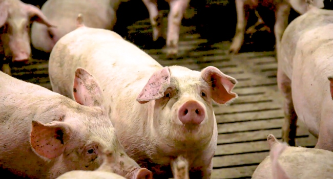 EÚ: Nová správa varuje, že chovatelia ošípaných čelia „trhovým rizikám“