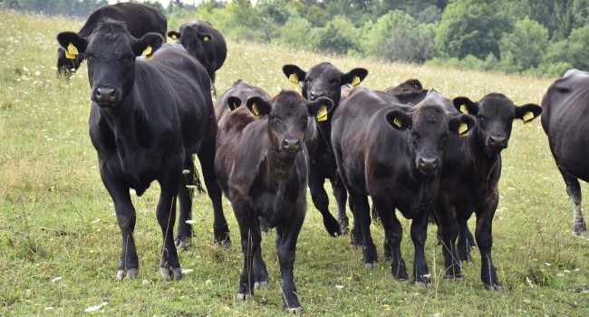 EkonMOD: Internetová aplikácia na výpočet množstva emisií v chove mäsového dobytka