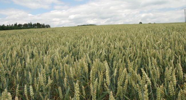 Vývoj ekonomickej efektívnosti pestovania pšenice v podmienkach SR