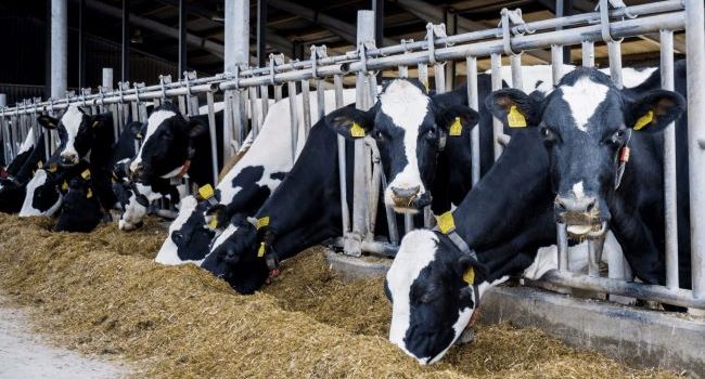 Odvetvie mlieka a mliečnych výrobkov v USA oslavuje 100 rokov zberu údajov o stáde