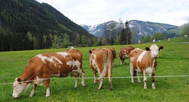 Rinderzucht AUSTRIA – udržateľnosť chovu hovädzieho dobytka, 1. časť - genofond