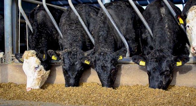 Predpoveď: Globálne ceny hovädzieho a ovčieho mäsa budú po zvyšok roka 2023 volatilné