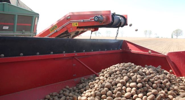 Pestovanie zemiakov v EÚ sa redukuje