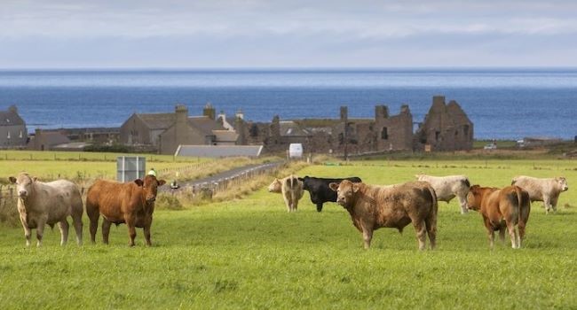 Škótsko: Výskumný projekt na preskúmanie vplyvov poľnohospodárskej politiky na ostrovné komunity