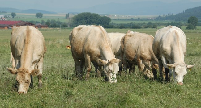 Sucho v USA stupňuje rastúci trend vyraďovania mäsových kráv