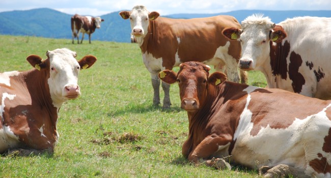 Pri chove kráv je rovnováha kolobehu uhlíka zachovaná